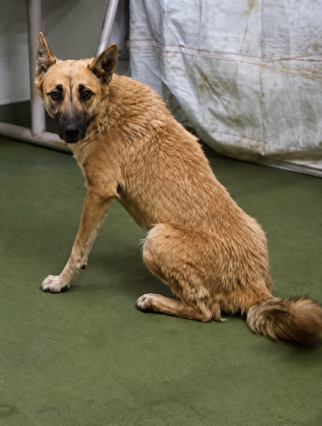 Other Photos of thie Dog