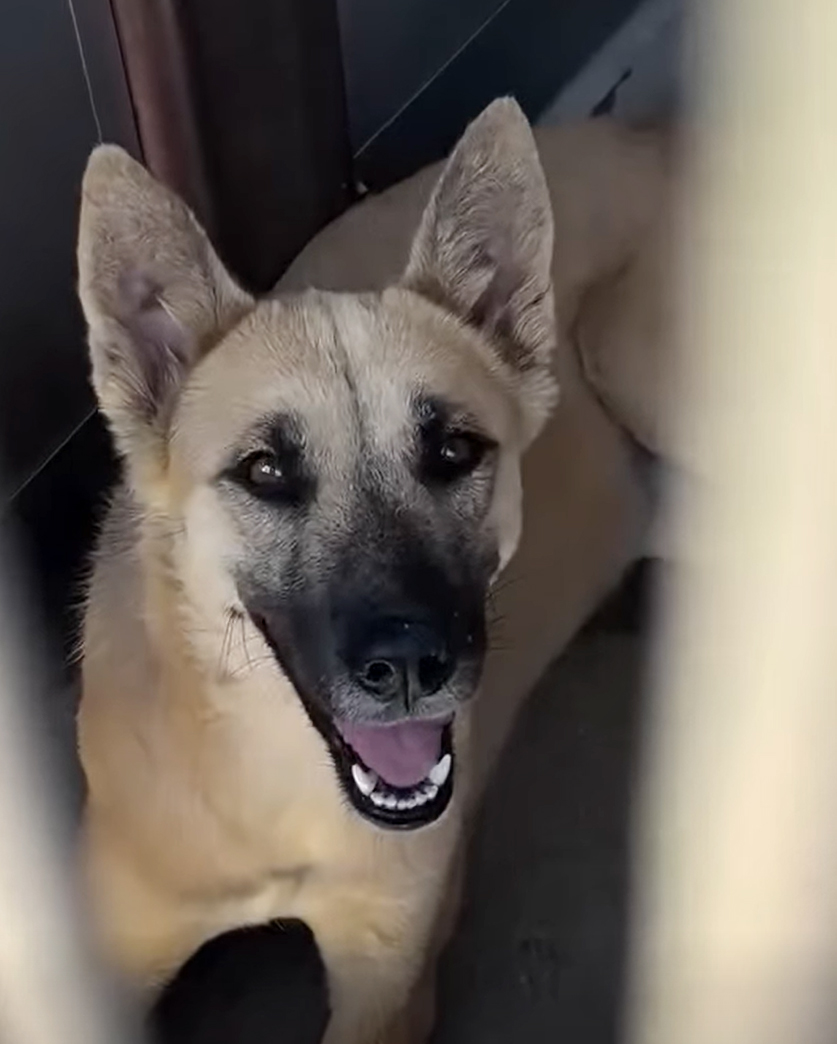 Adoptable pet photo