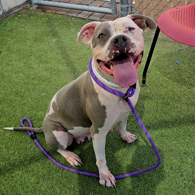 Adoptable pet photo