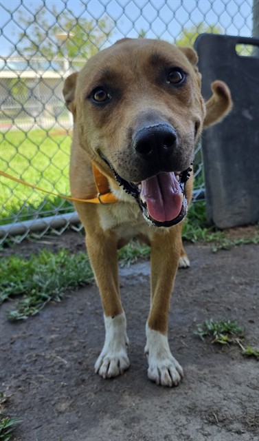 Adoptable pet photo