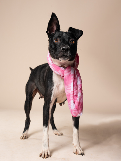 Adoptable pet photo