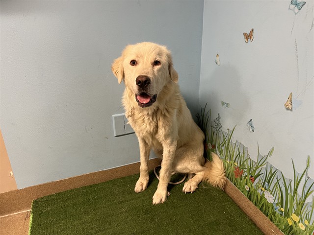 Adoptable pet photo