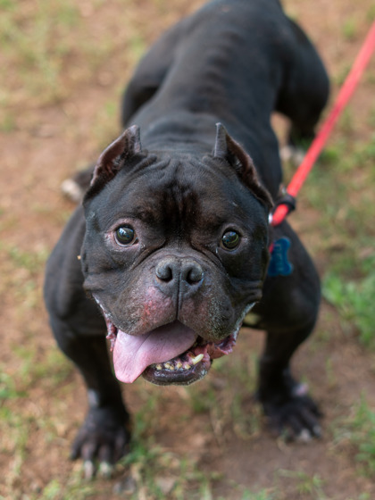 Adoptable pet photo
