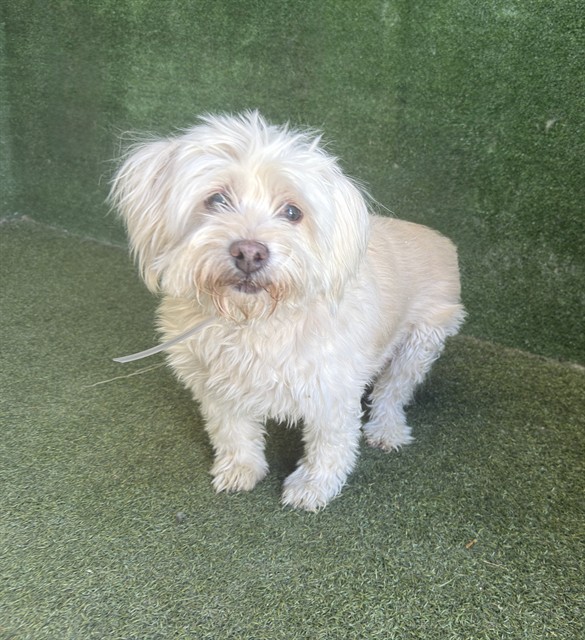 Adoptable pet photo