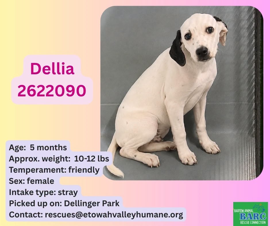Adoptable pet photo