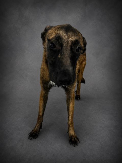 Adoptable pet photo