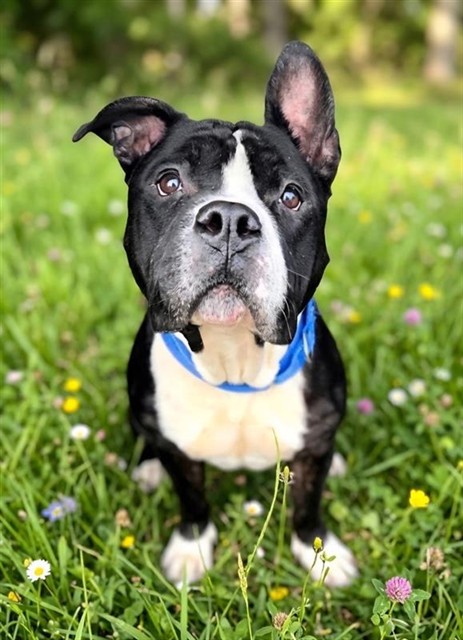 Adoptable pet photo