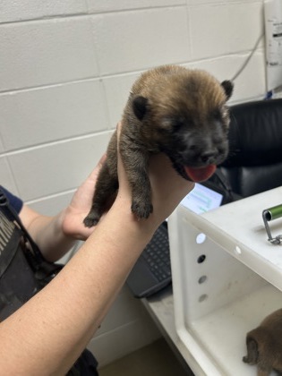Adoptable pet photo