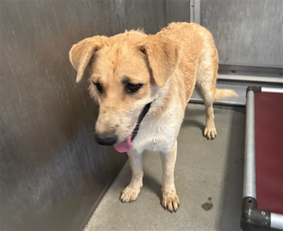 Shyla, a Anatolian Shepherd, available for adoption