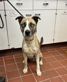 Yokai, a Bullmastiff, available for adoption