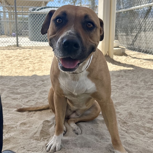 Melody, a American Staffordshire Terrier (mix breed), available for adoption