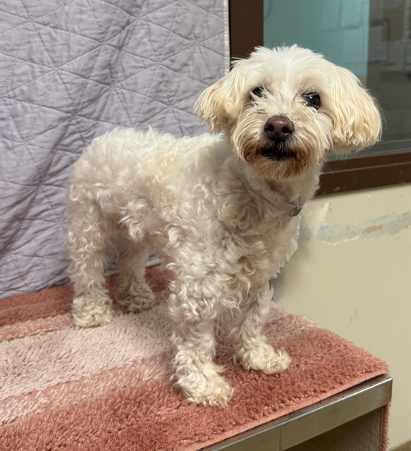A5796836, a Maltese, available for adoption