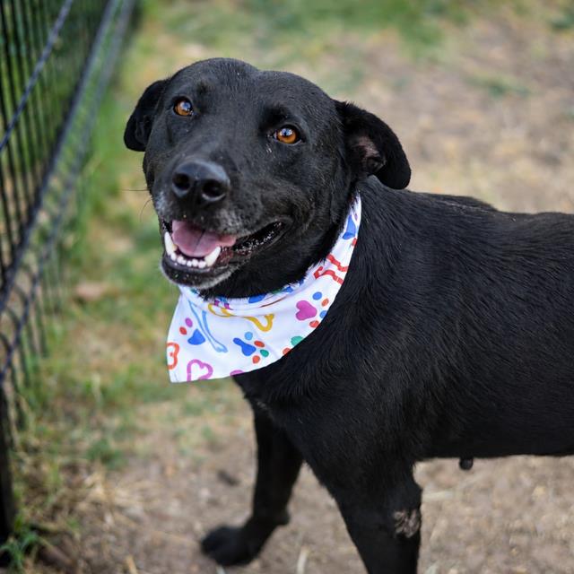 Barrel, a American Staffordshire Terrier, available for adoption