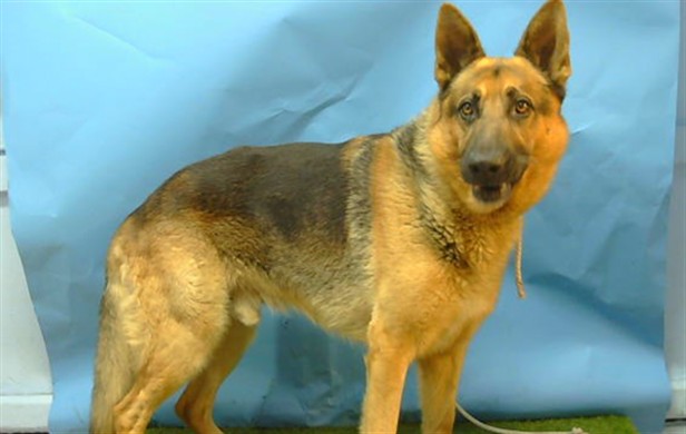 Brownie, a German Shepherd, available for adoption