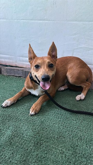 Freddy, a Chihuahua, available for adoption