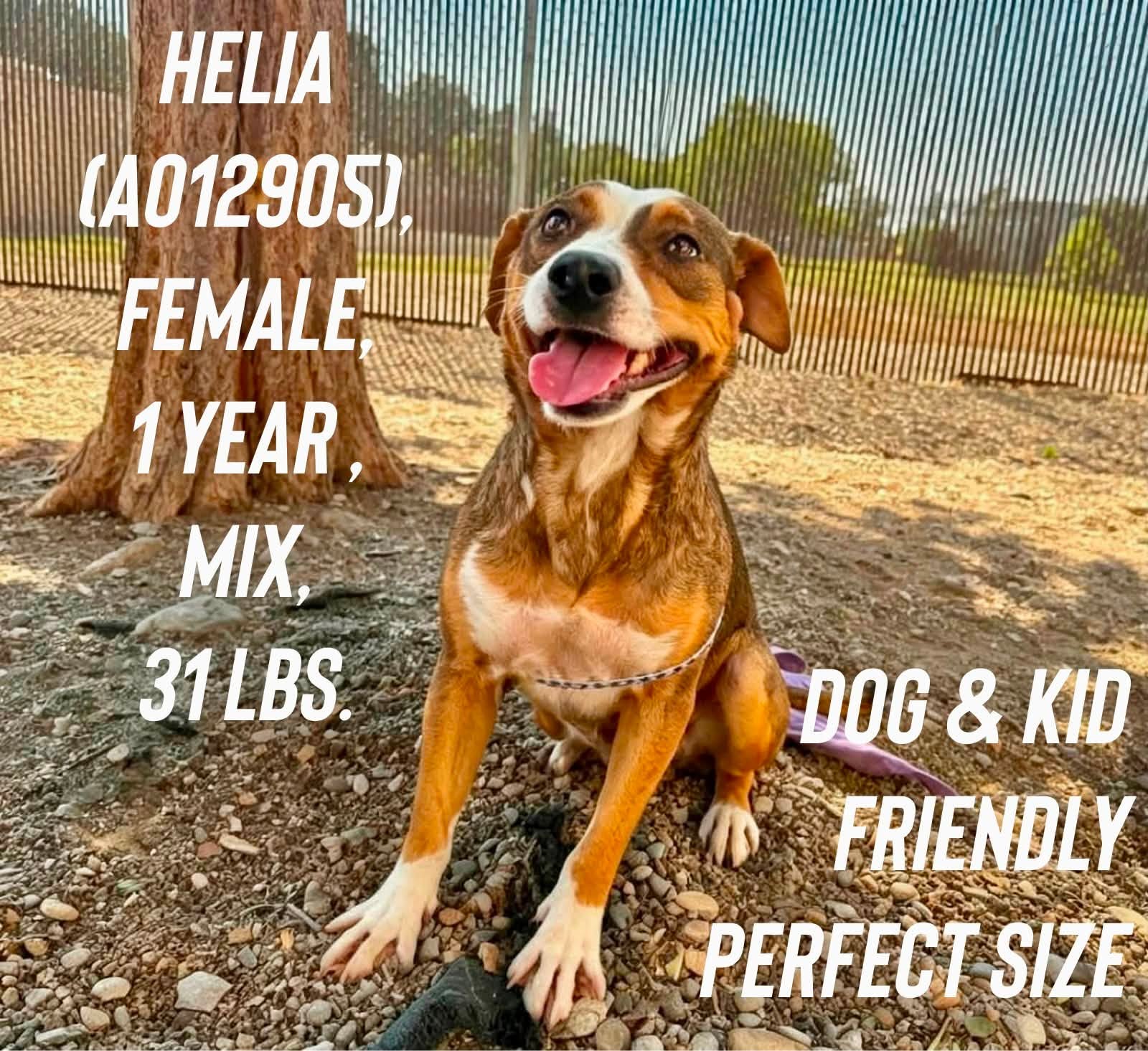 Helia, a American Staffordshire Terrier (mix breed), available for adoption