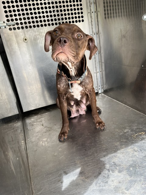 Hazel, a Pit Bull Terrier (mix breed), available for adoption