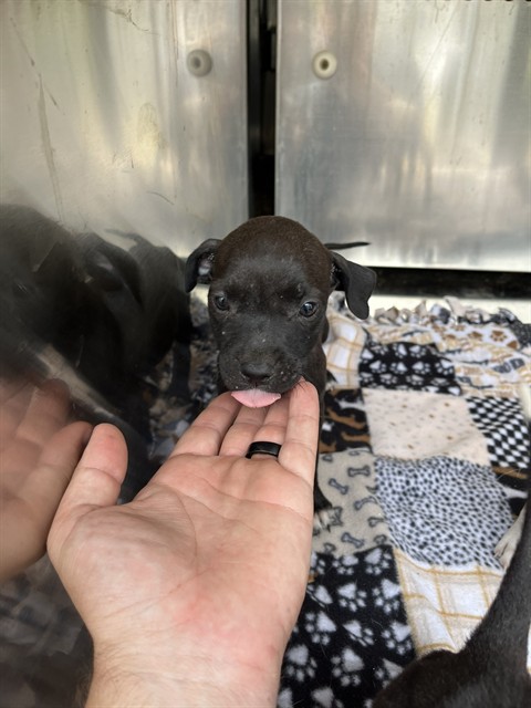 A479882, a Pit Bull Terrier, available for adoption