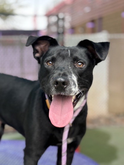Oreo, a Pit Bull Terrier, available for adoption