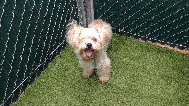 Cody, a Terrier, available for adoption