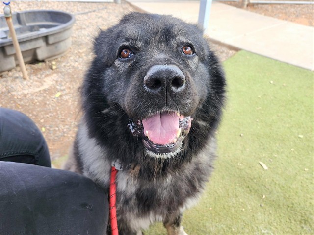 Athena, a Tibetan Mastiff (mix breed), available for adoption