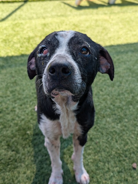 Rocky, a American Staffordshire Terrier (mix breed), available for adoption