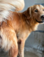 Sunny D, a Golden Retriever, available for adoption