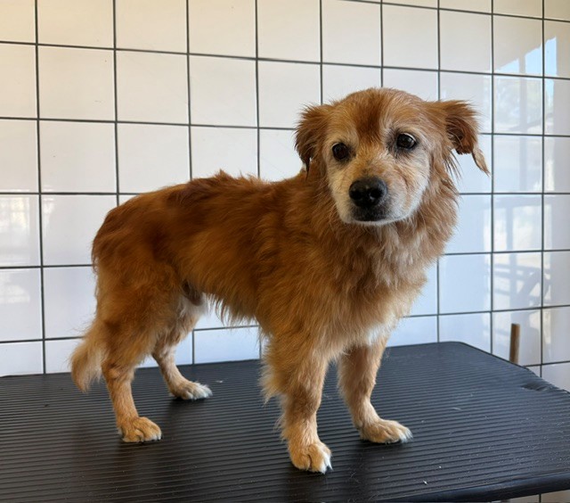 Varney, a Pomeranian, available for adoption