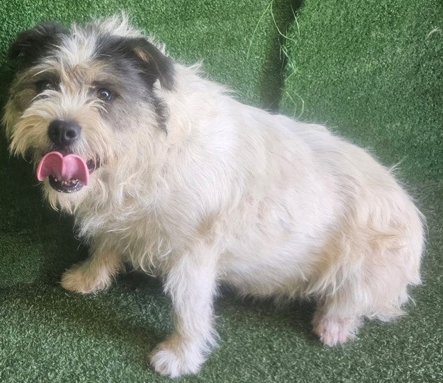 Bean, a Terrier, available for adoption