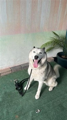 Snow, a Siberian Husky, available for adoption