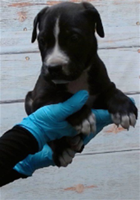 Cid, a Shepherd (mix breed), available for adoption