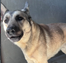 Vince, a German Shepherd, available for adoption