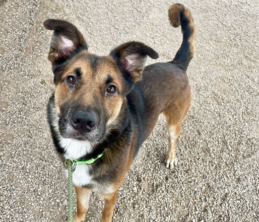 Rojo, a German Shepherd (mix breed), available for adoption