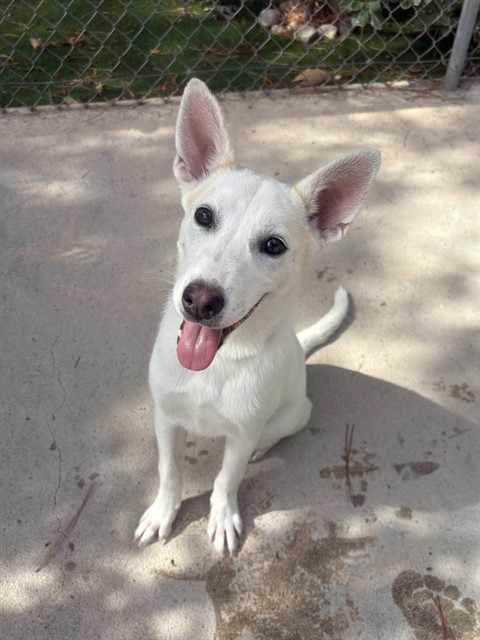 Trish, a Australian Cattle Dog/Blue Heeler, available for adoption