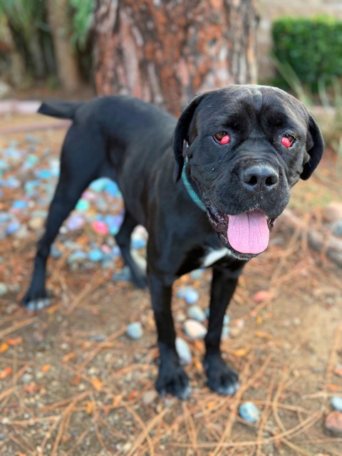 Candy, a Cane Corso Mastiff, available for adoption