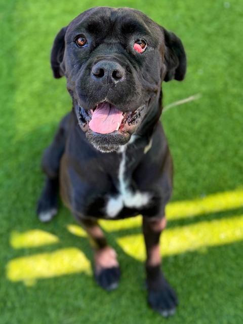 Candy, a Cane Corso Mastiff, available for adoption