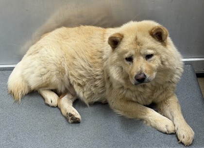 Lucinda, a Chow Chow, available for adoption