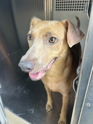 Buttercup, a Coonhound, available for adoption
