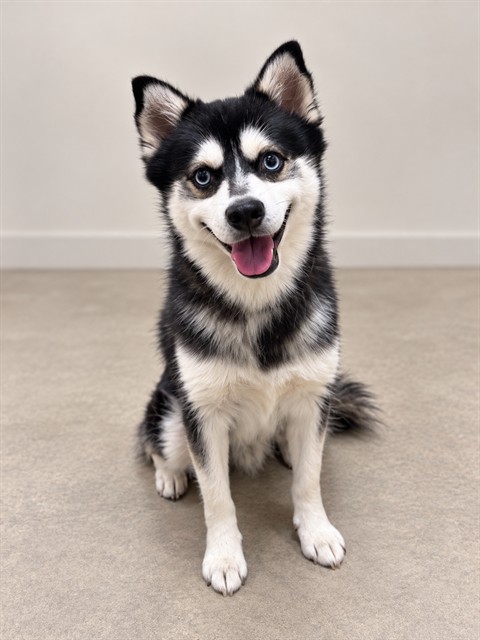 Oreo, a Klee Kai, available for adoption