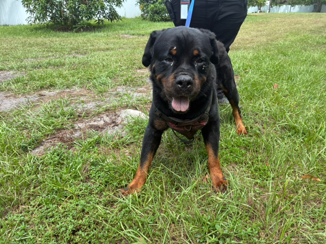 Doc, a Rottweiler, available for adoption