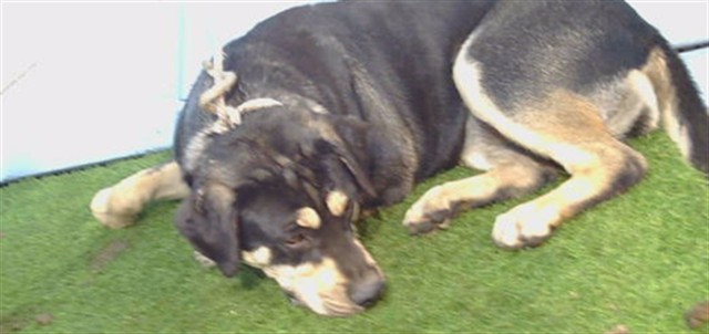 Fatts, a Australian Shepherd, available for adoption