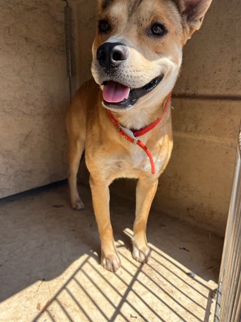 Walker, a Carolina Dog (mix breed), available for adoption