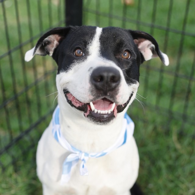 Tonka, a American Staffordshire Terrier (mix breed), available for adoption
