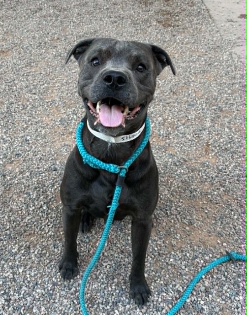 Shale, a Bullmastiff (mix breed), available for adoption