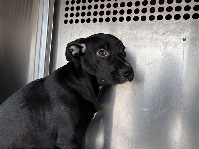 A480591, a Pit Bull Terrier, available for adoption