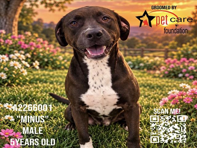 Minus, a Pit Bull Terrier, available for adoption