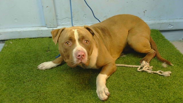 A5801247, a Bullmastiff, available for adoption