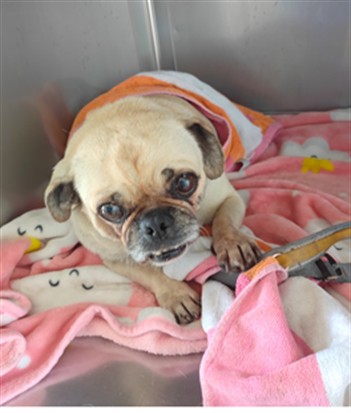 Oliver, a Pug, available for adoption