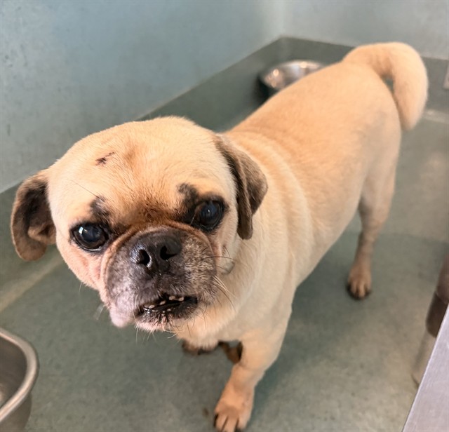 Oliver, a Pug, available for adoption