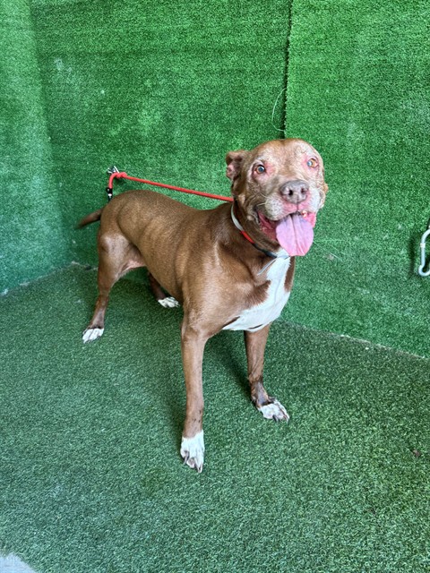 Leiyah, a Pit Bull Terrier, available for adoption